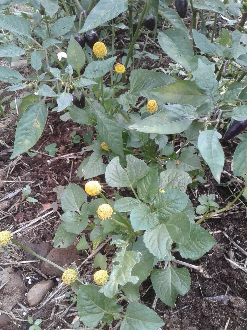 Acmella oleracea 8