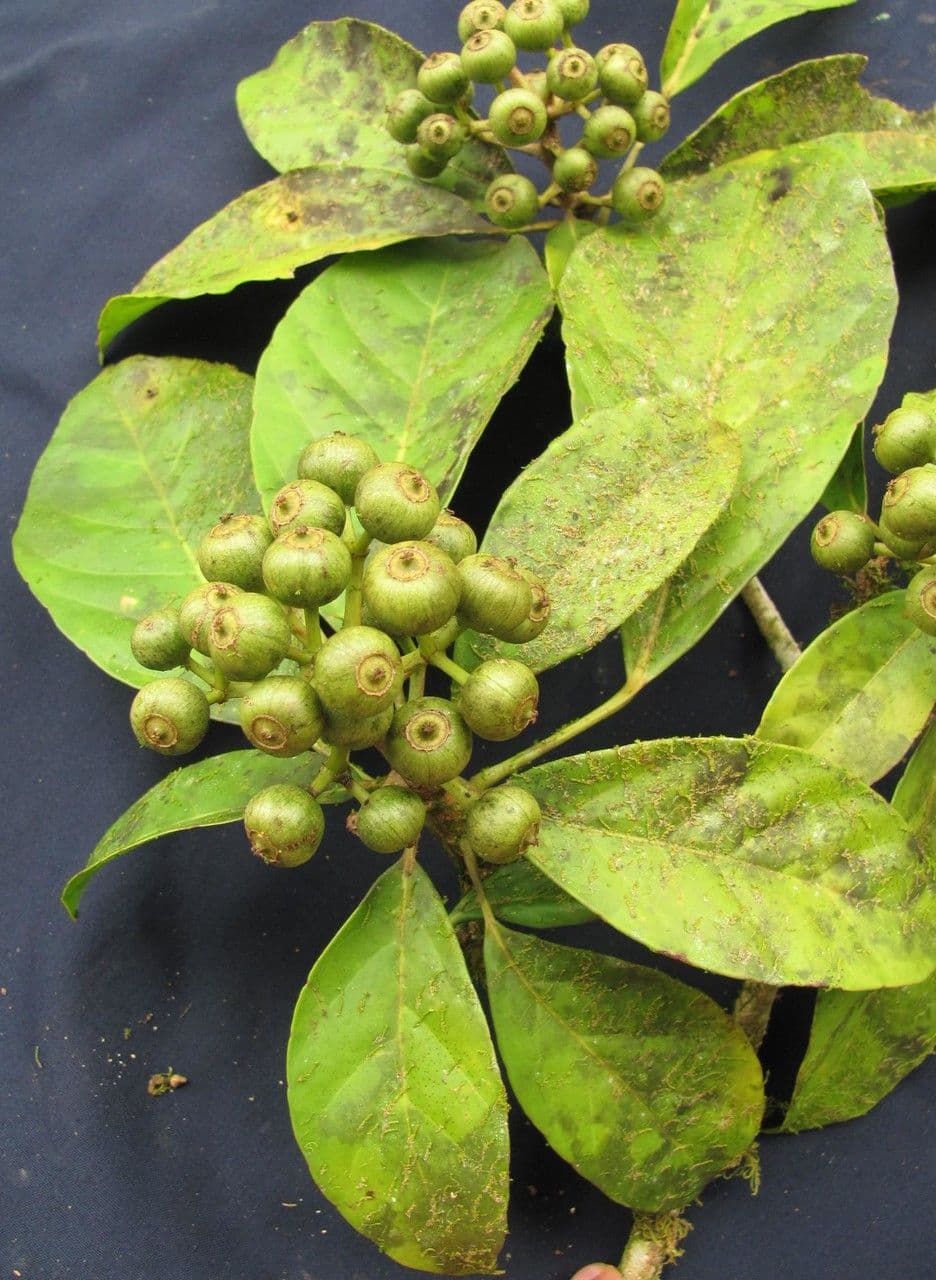 Dendropanax caucanus 6