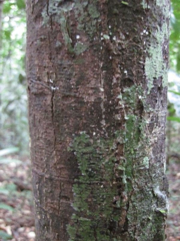 Eschweilera coriacea 14