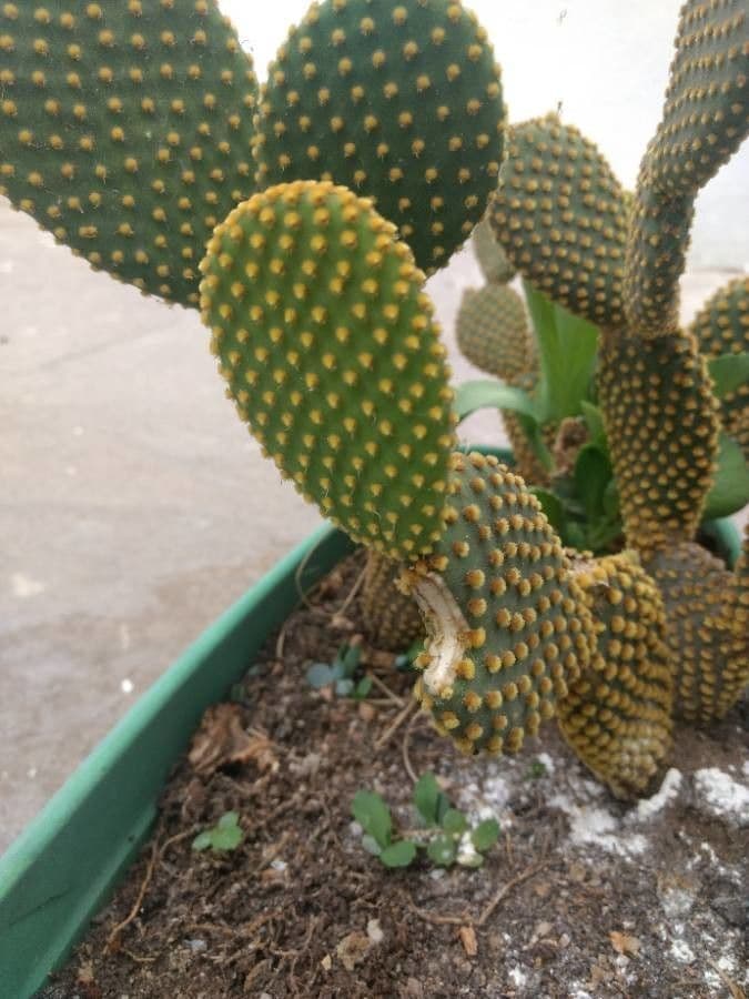 Nopal 19