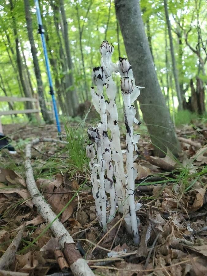 Ipopitide uniflora 19