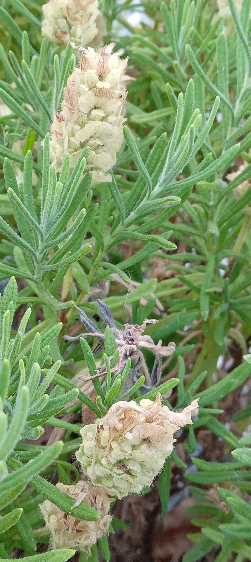 Lavanda verde 15