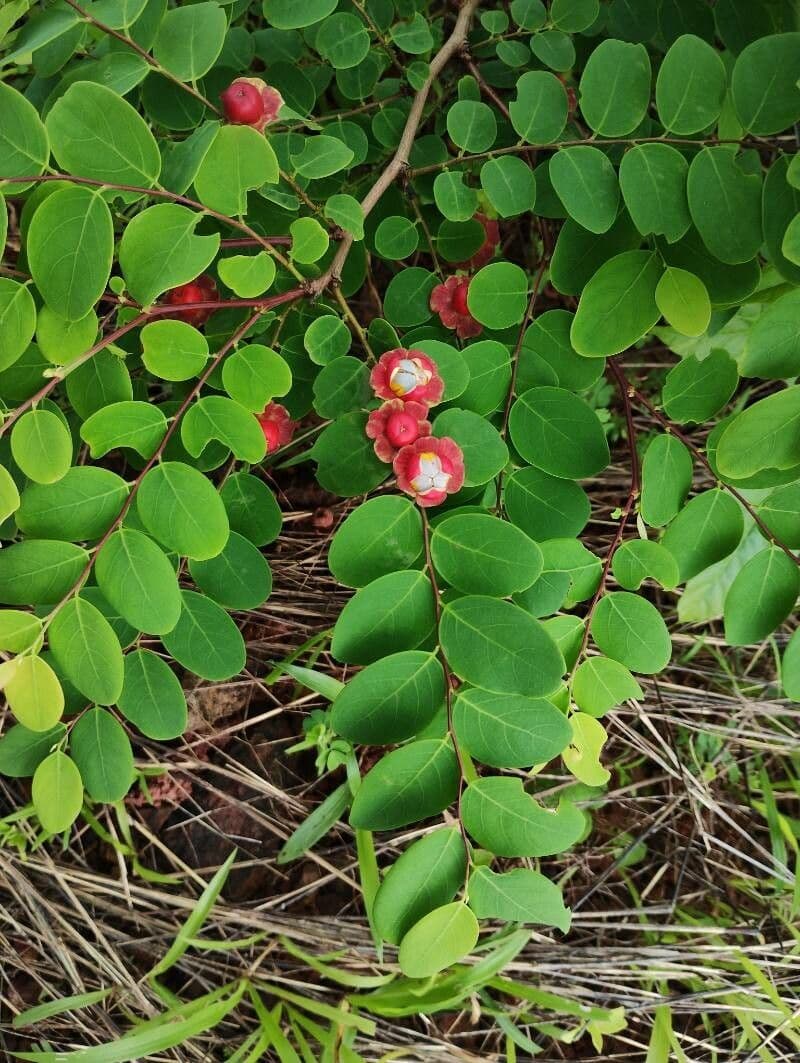 Breynia 8