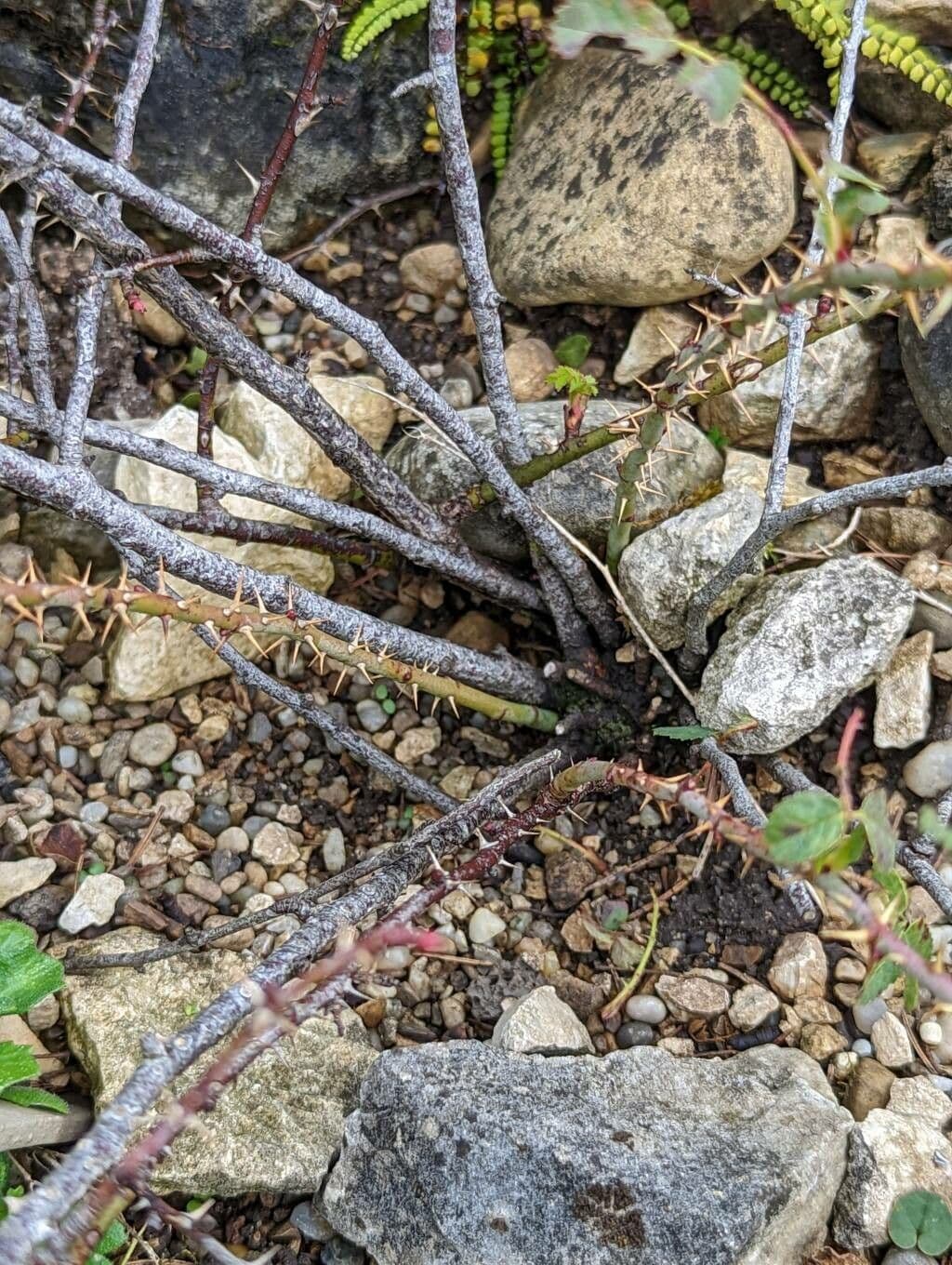 Graublättrige Rose 8