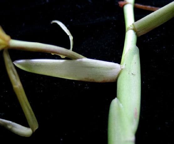 Epidendrum ciliato 20