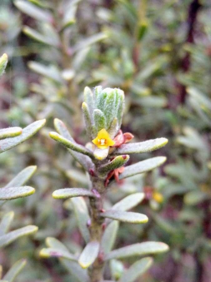 Daphne tinctoria 2