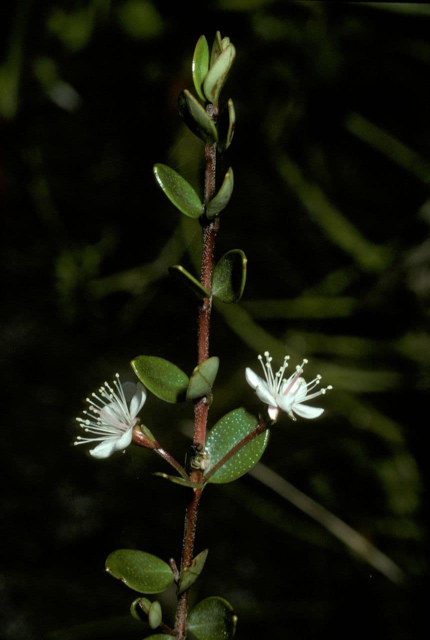 Myrteola nummularia