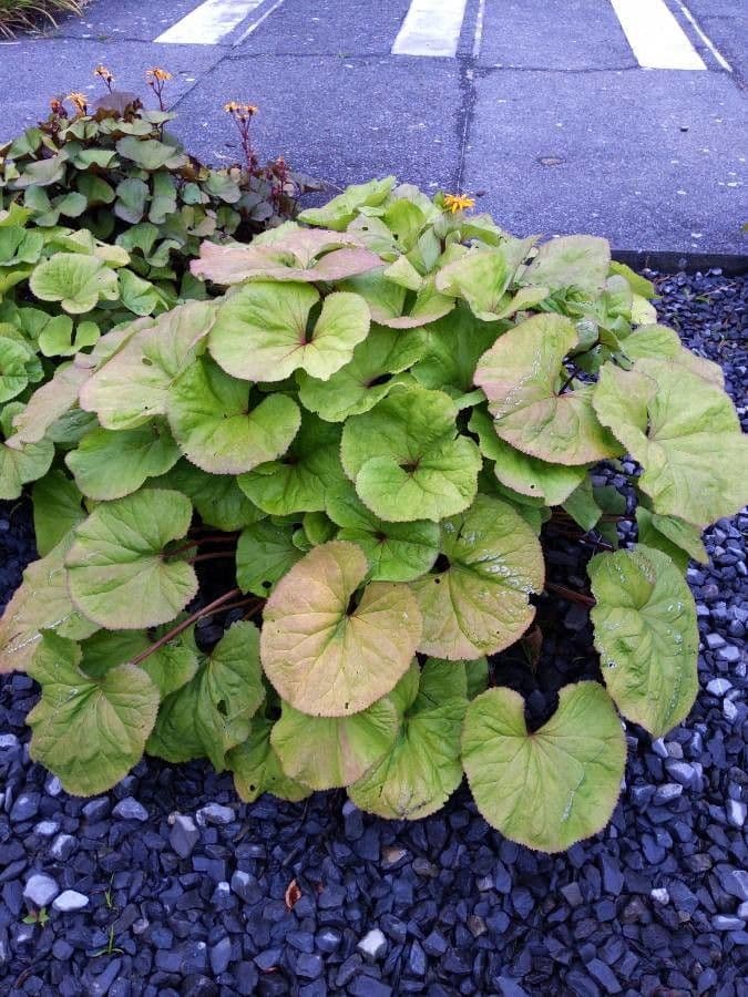 Ligularia dentata 8