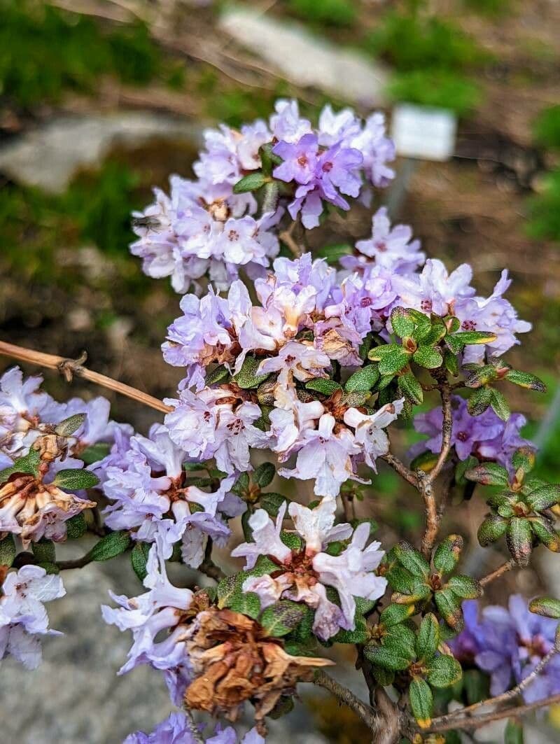 Rododendro 3