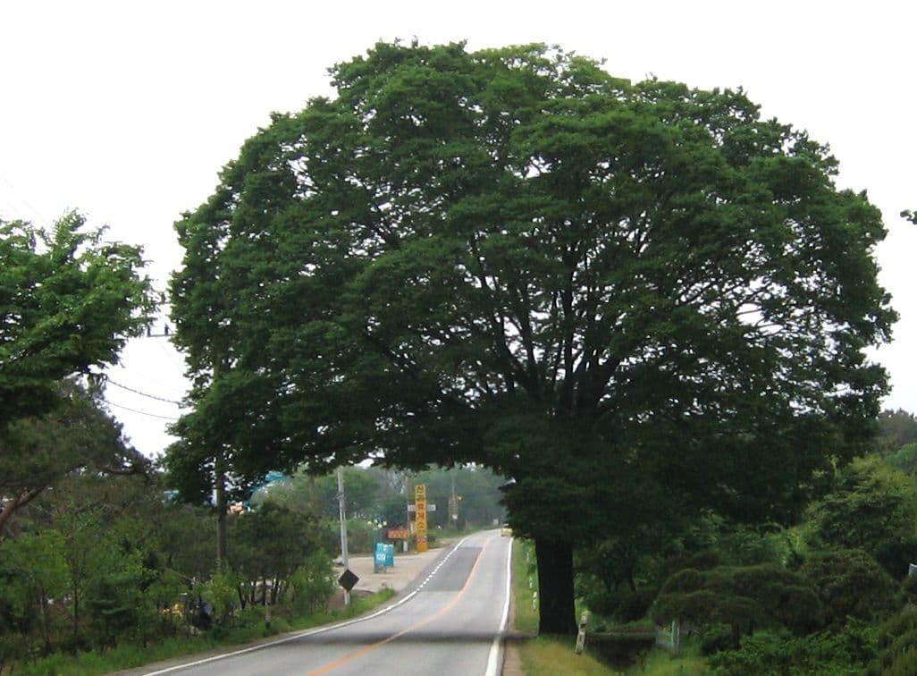 Zelkova 15