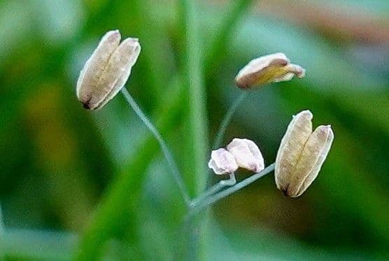 Littorella 7