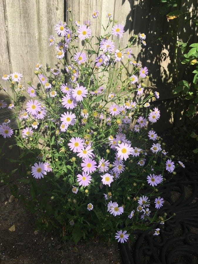 Fleabane