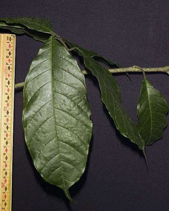 Sorocea 21