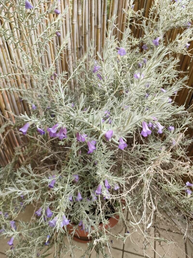 Eremophila 11