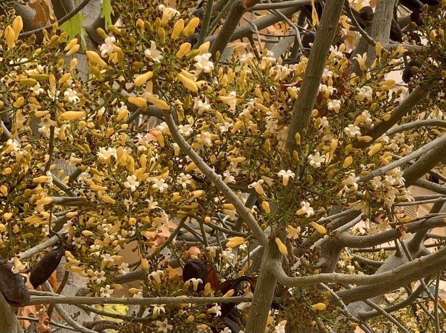Australischer Flaschenbaum 3