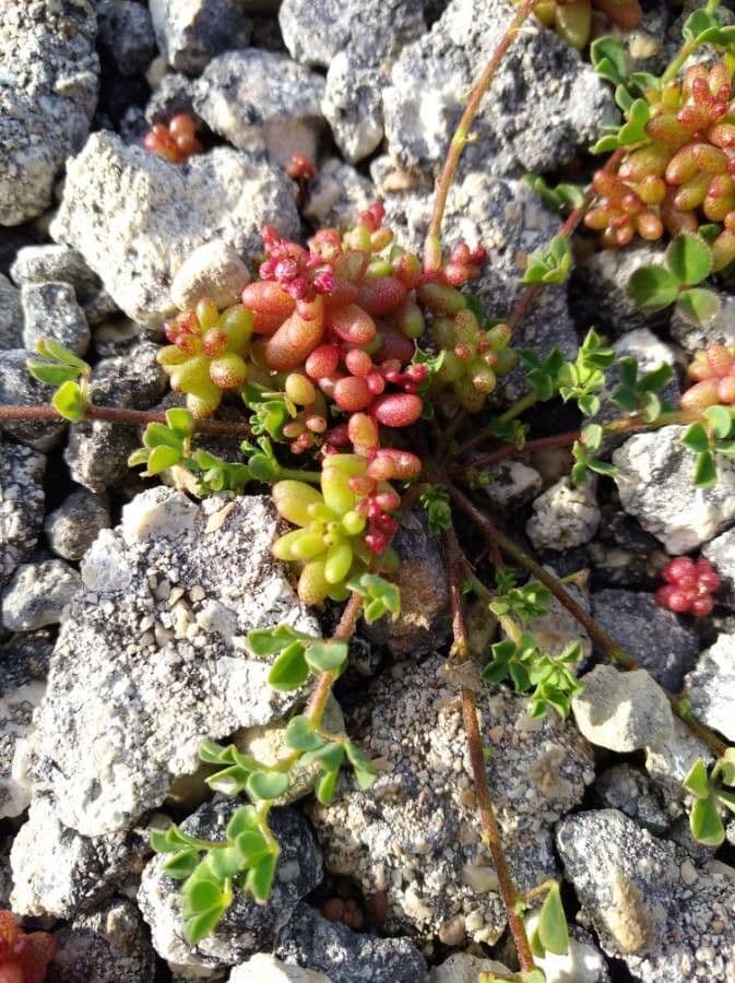 Borracina cerulea 16