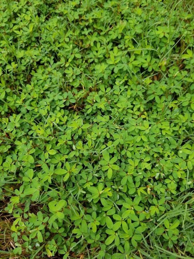Kummerowia striata 13