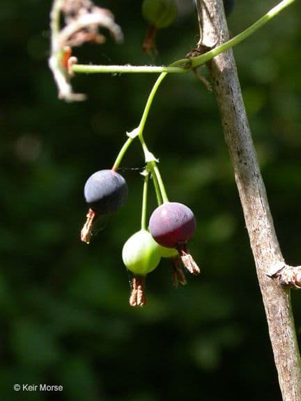 Ribes divaricato 4