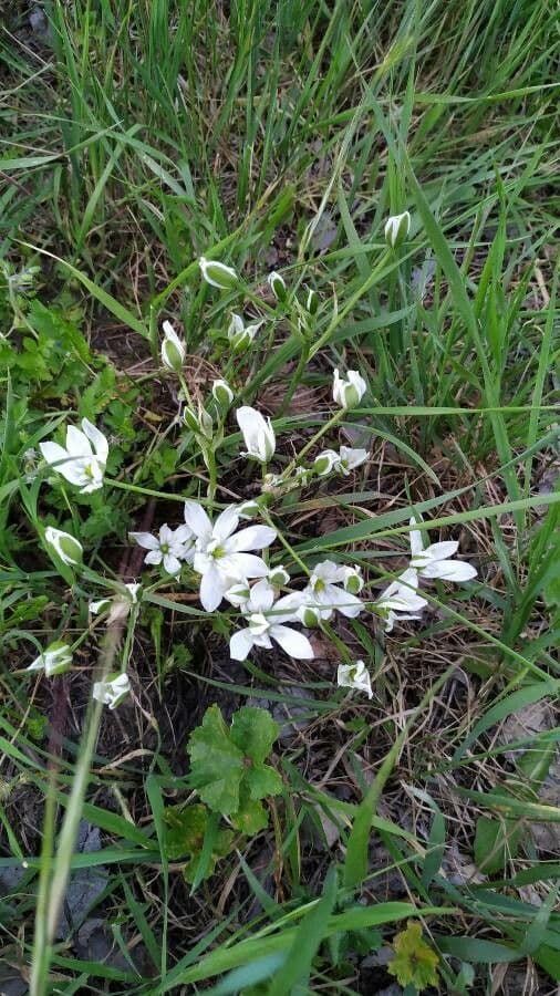 Dolden-Milchstern 28