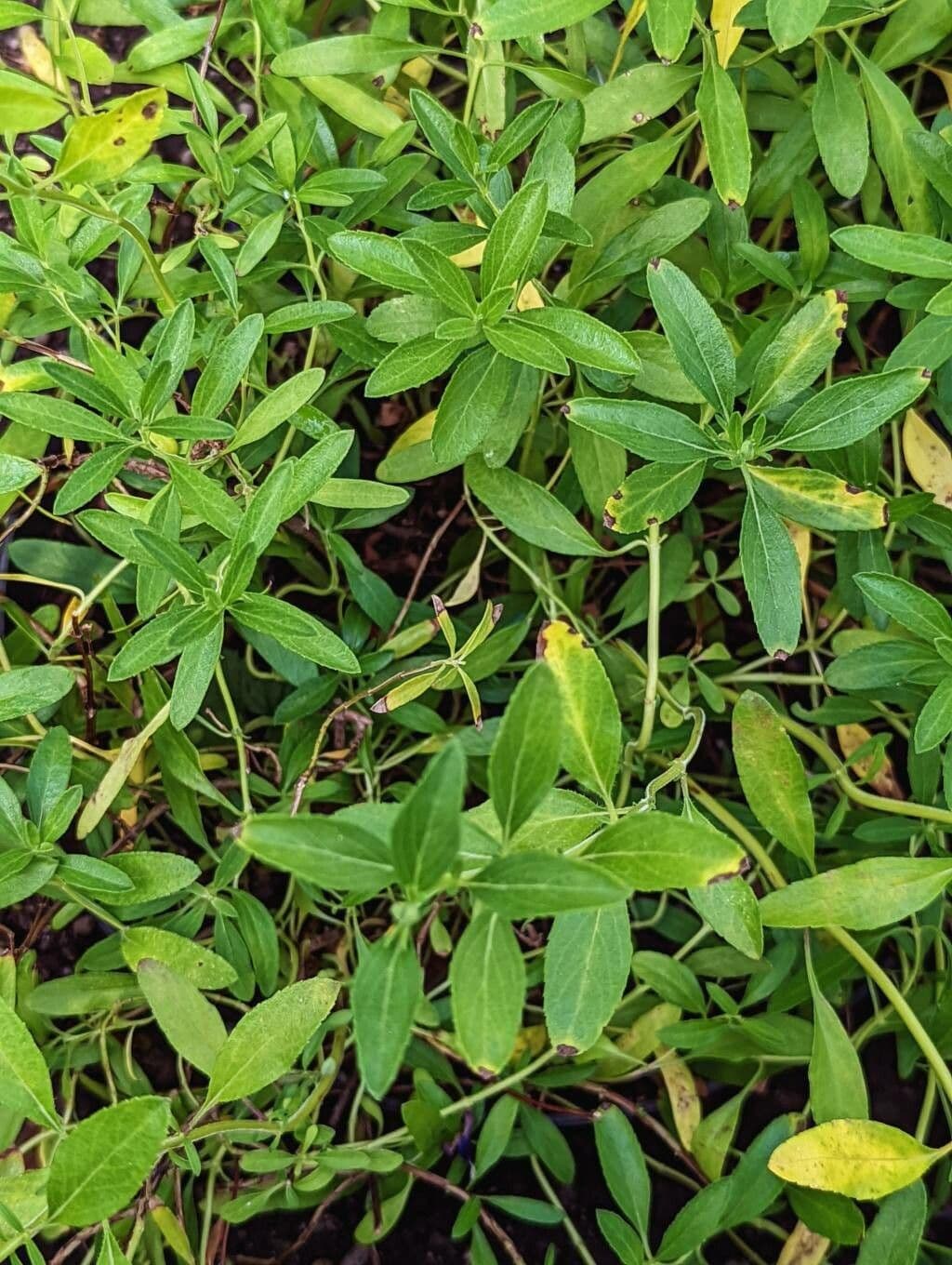 Salvia 3