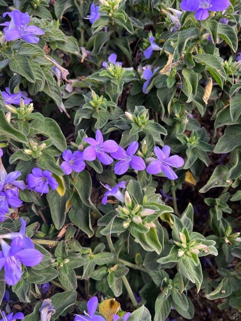 Barleria