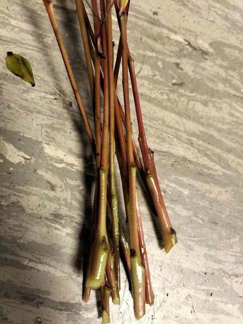 Talinum paniculatum 21