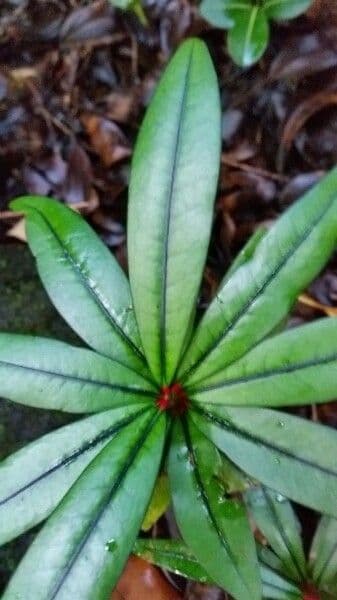 Erythroxylum 14