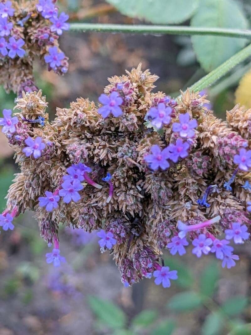 Verbena di Buenos Aires 3