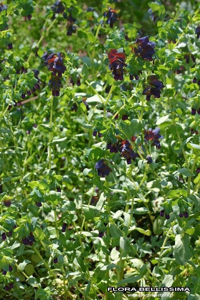 Cerinthe maggiore 29