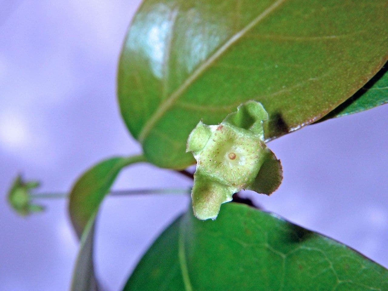 Eugenia biflora 5