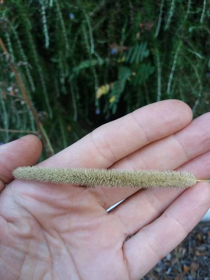 Codolina 2
