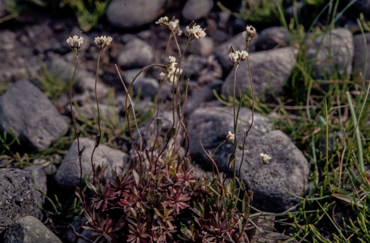 Draba 3