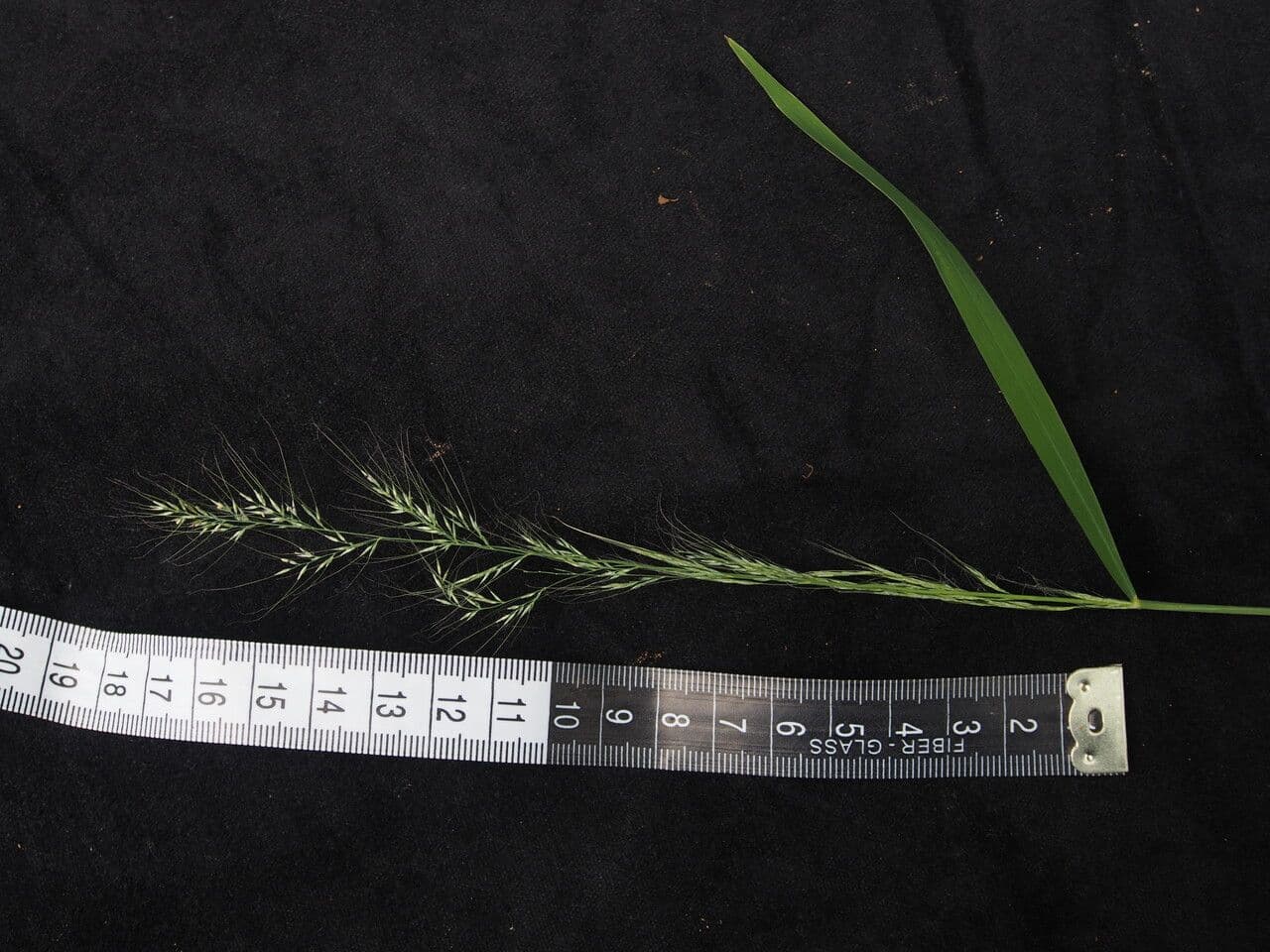 Muhlenbergia 3