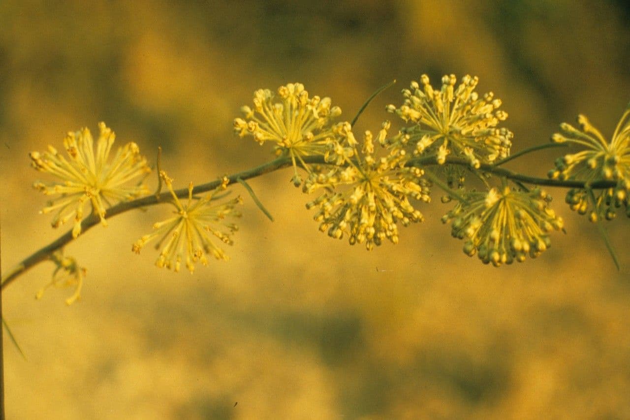 Asclepiade di Michaux