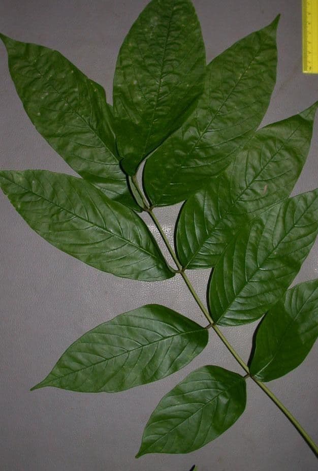 Lonchocarpus 22