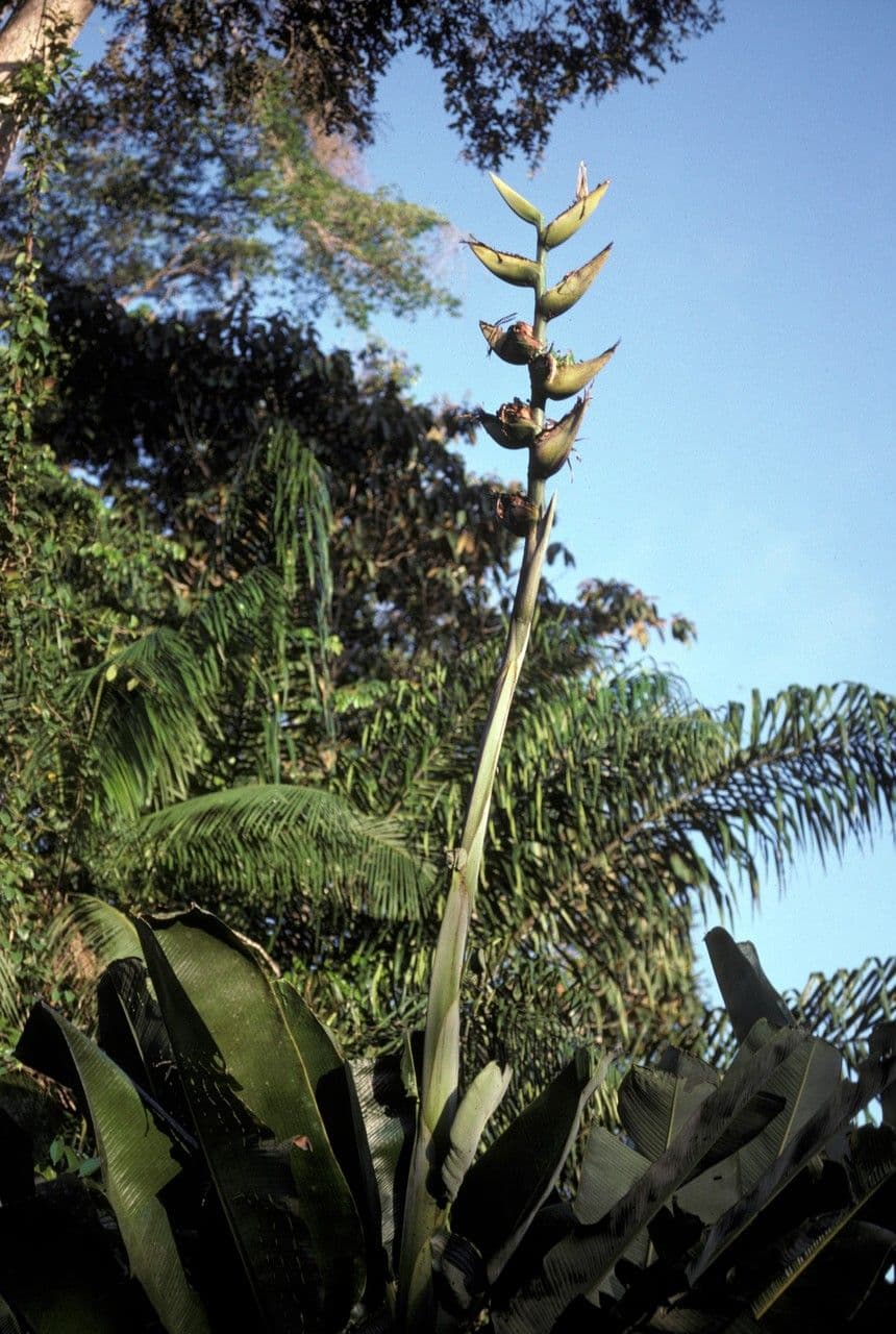 Phenakospermum 6