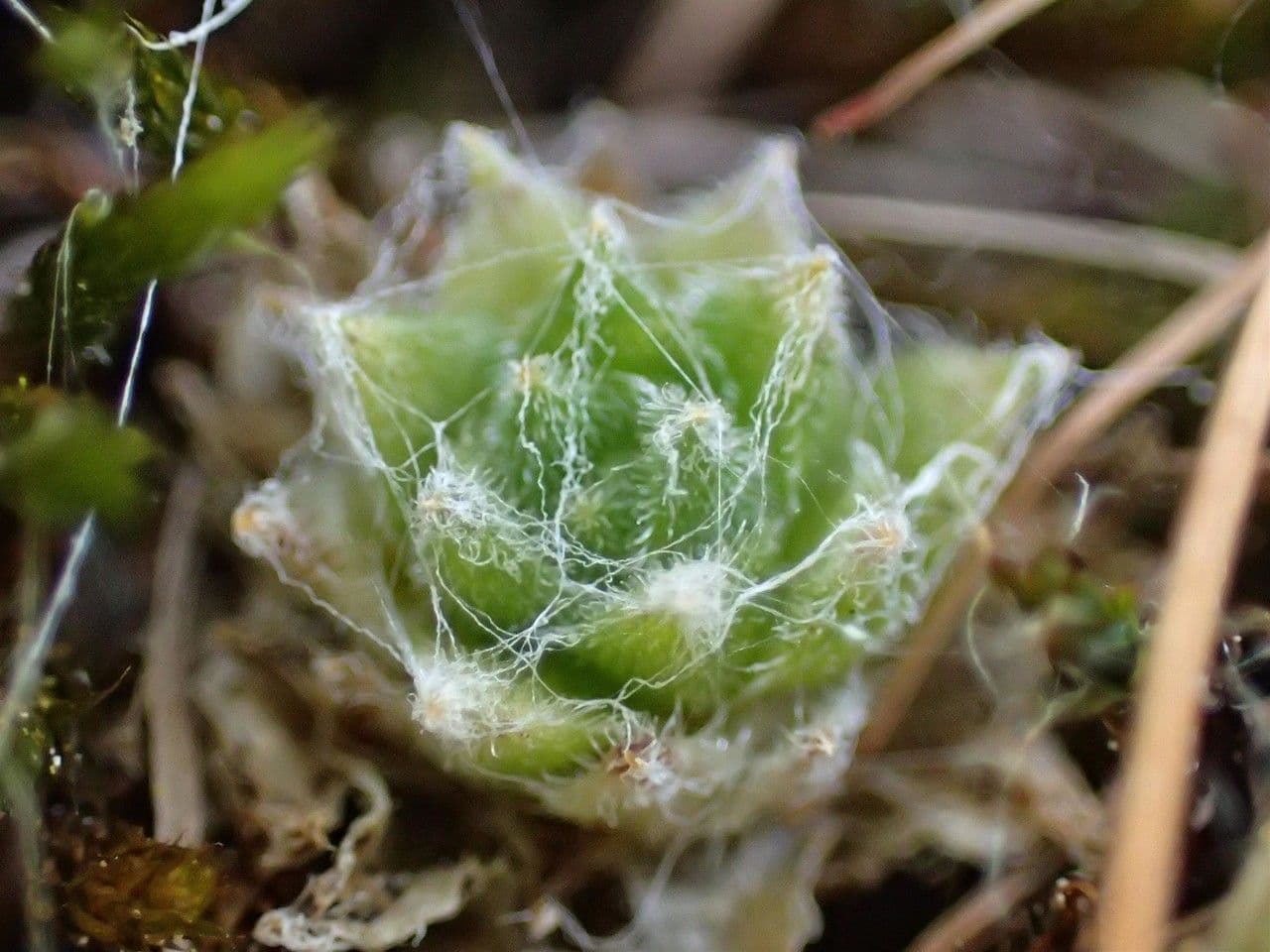 Spinnweb-Hauswurz 3