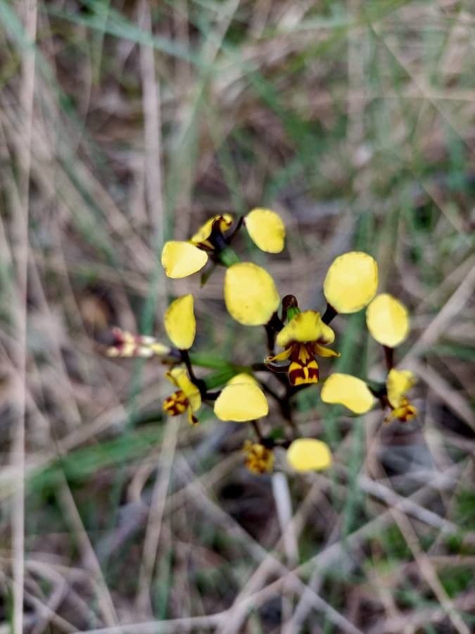 Diuris maculata 2