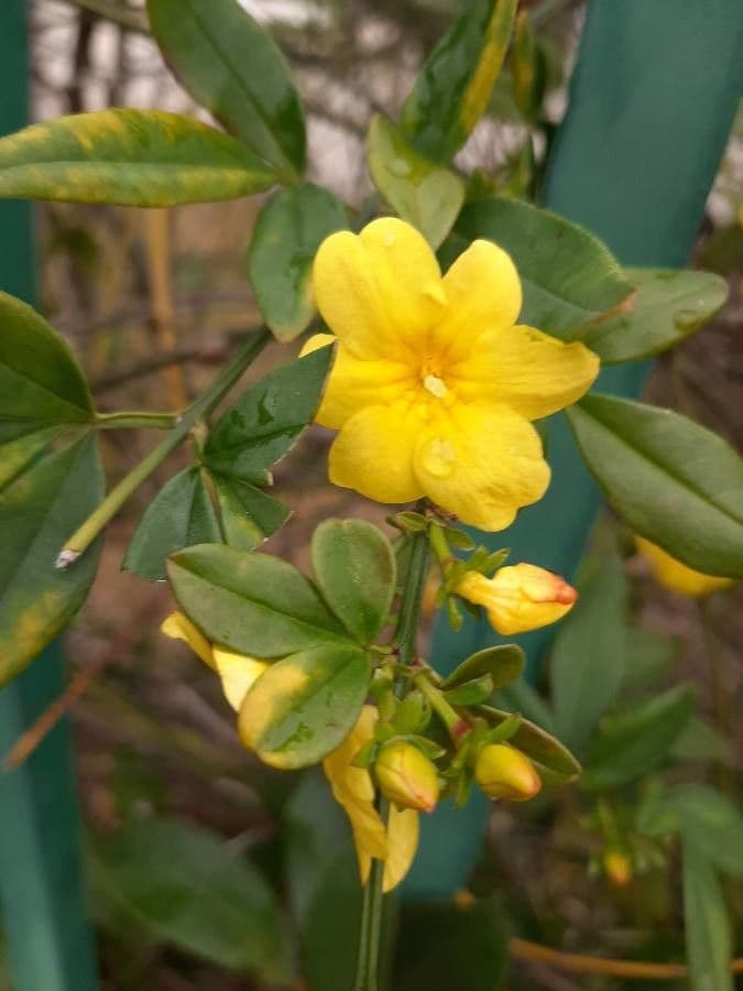Winterjasmin 7