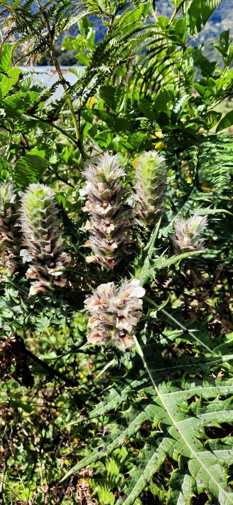 Acanthus