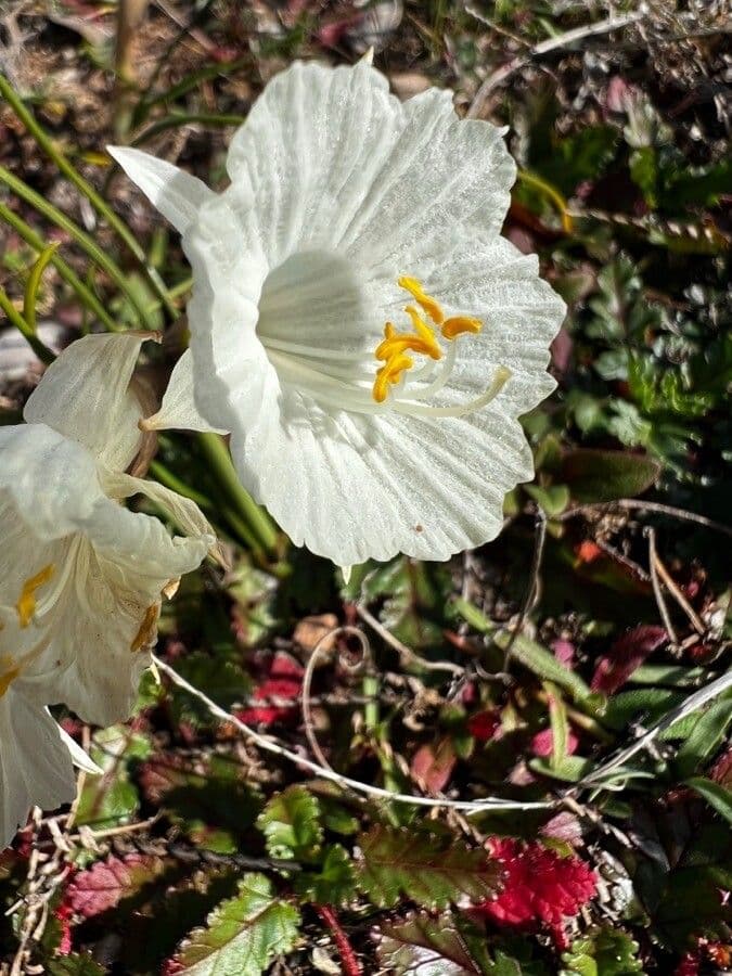 Kantabrischer Jonquil 2