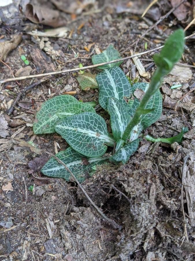 Goodyera tesselata 15