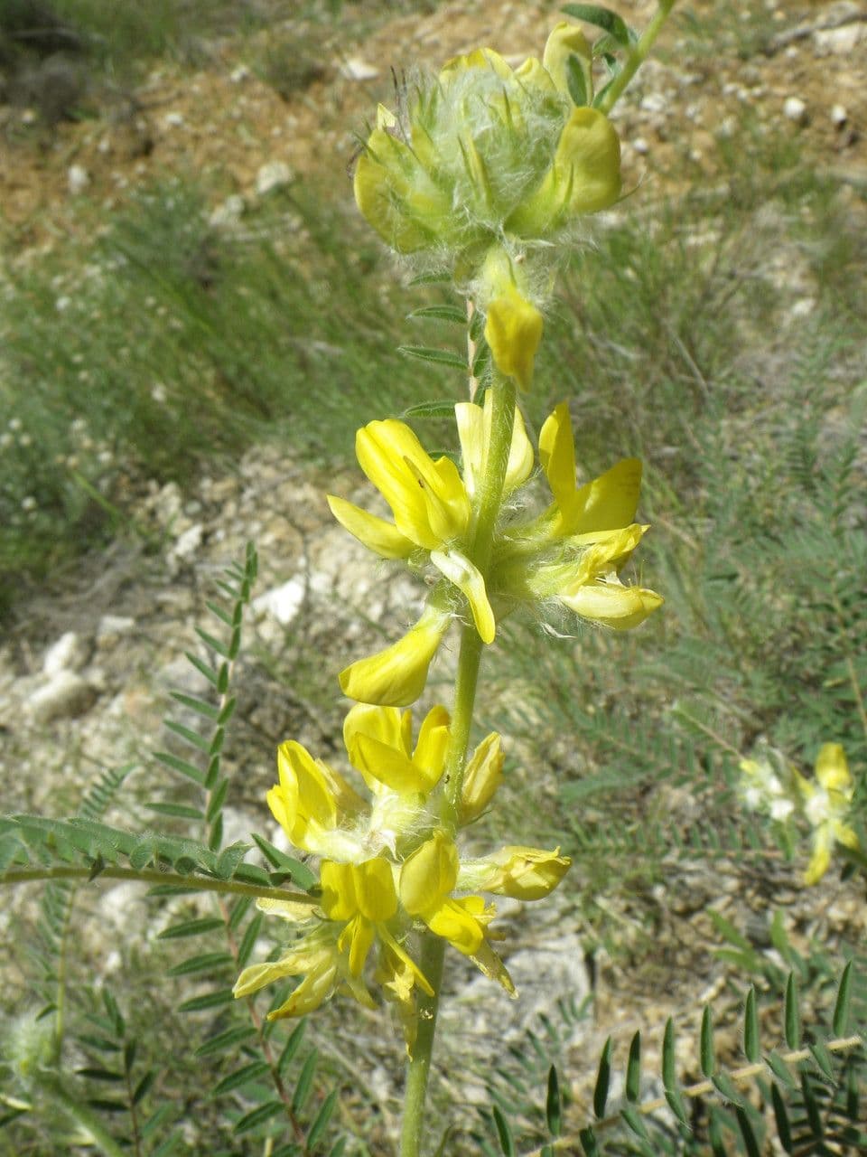 Astragale à queue de renard 7