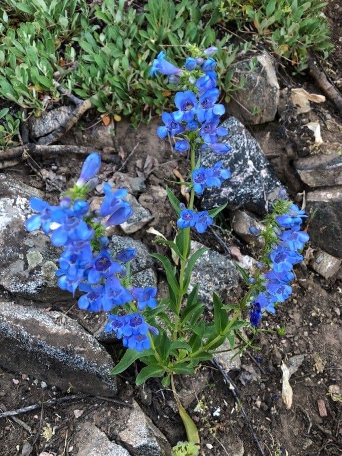 Penstemon cyananthus 9