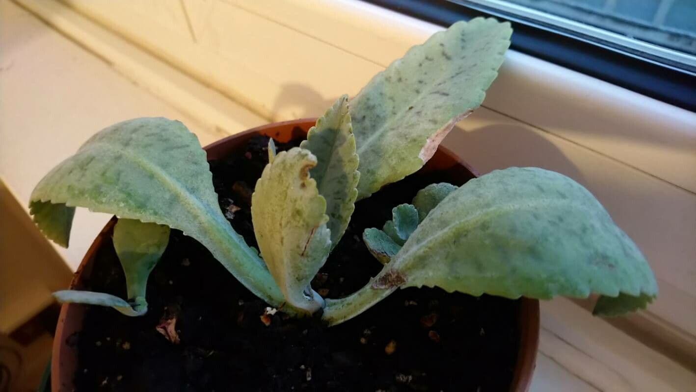 Kalanchoe 8