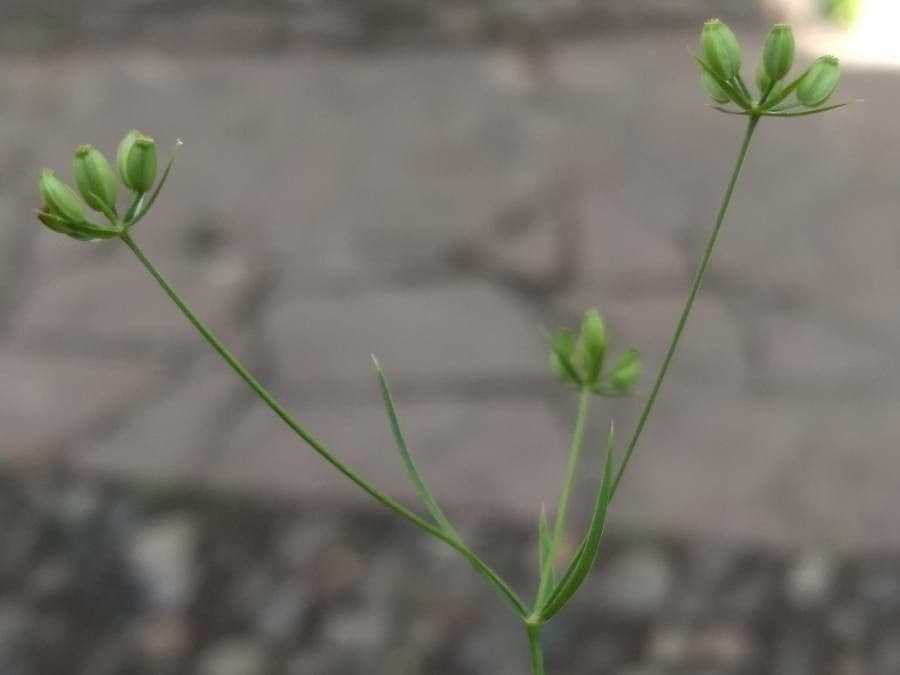 Bupleurum