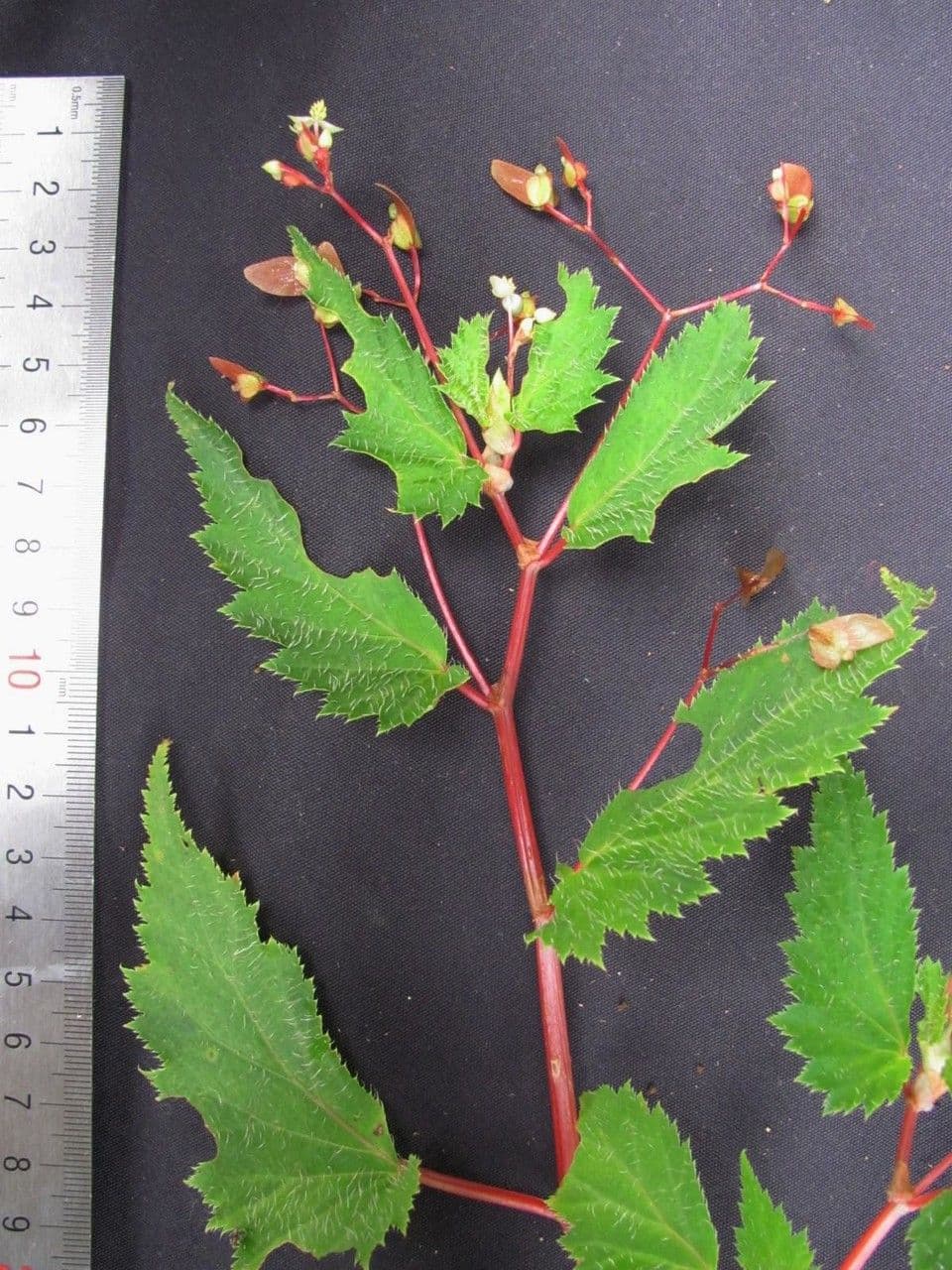 Begonia 11