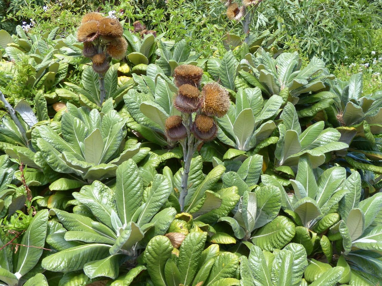 Große Oldenburgia 3