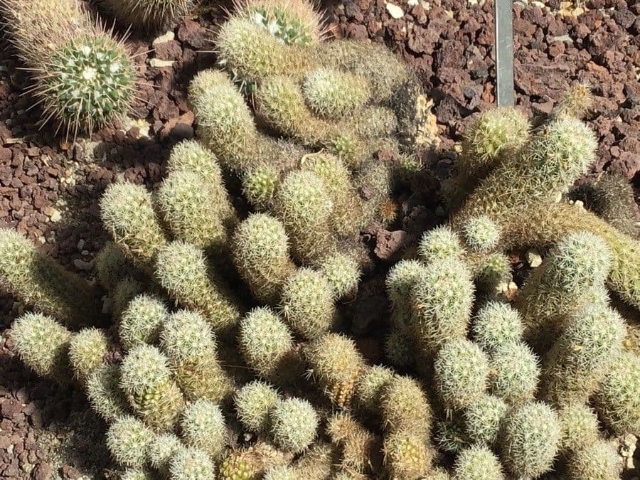 Mammillaria