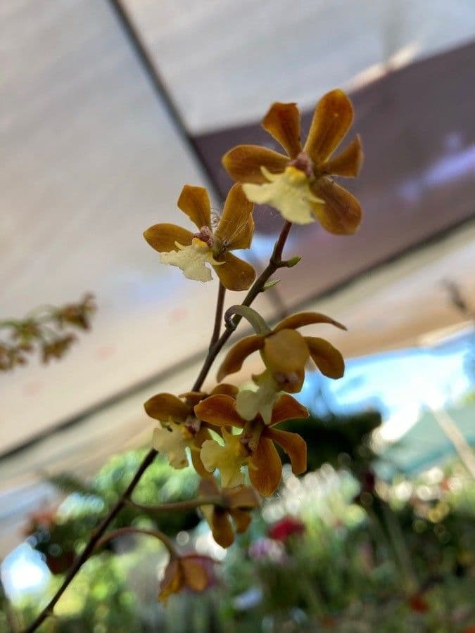 Prosthechea varicosa 4